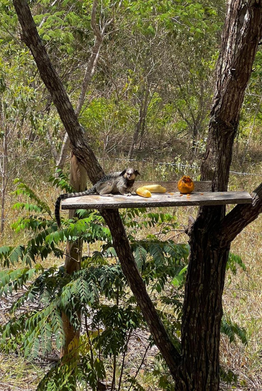 Lodge Reserva Do Bosque E Natureza *